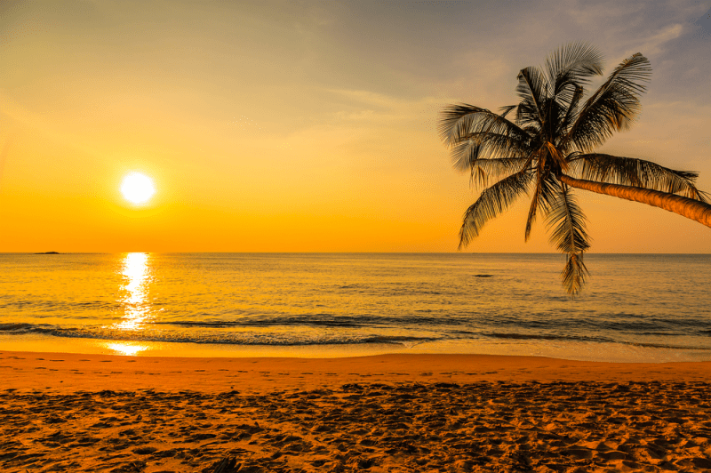 The sun is setting over the ocean with a palm tree in the foreground.