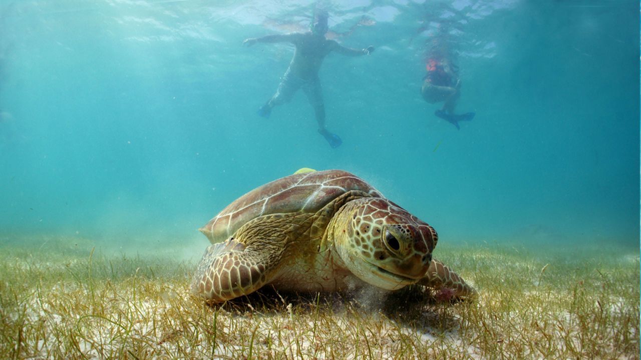 A sea turtle is swimming in the ocean with a person swimming in the background.