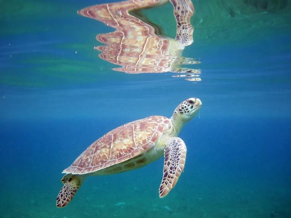 A sea turtle is swimming in the ocean.