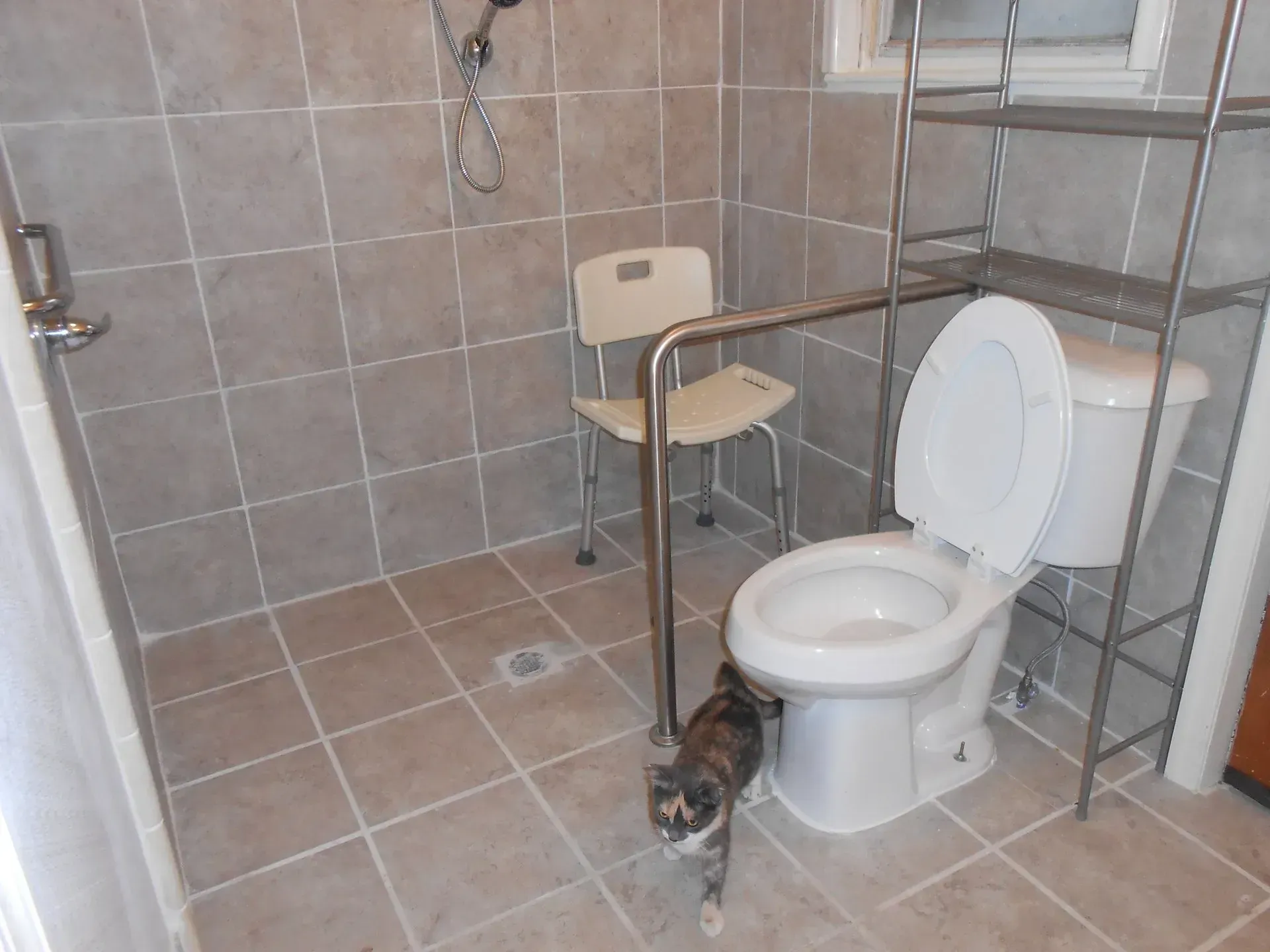 A cat standing next to a toilet in a bathroom