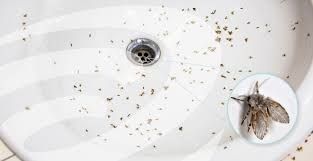 Drain flies, sewer, fruit flies, flys, killer, larvae,  rid, bathroom, sink, toilet, shower, enzyme 