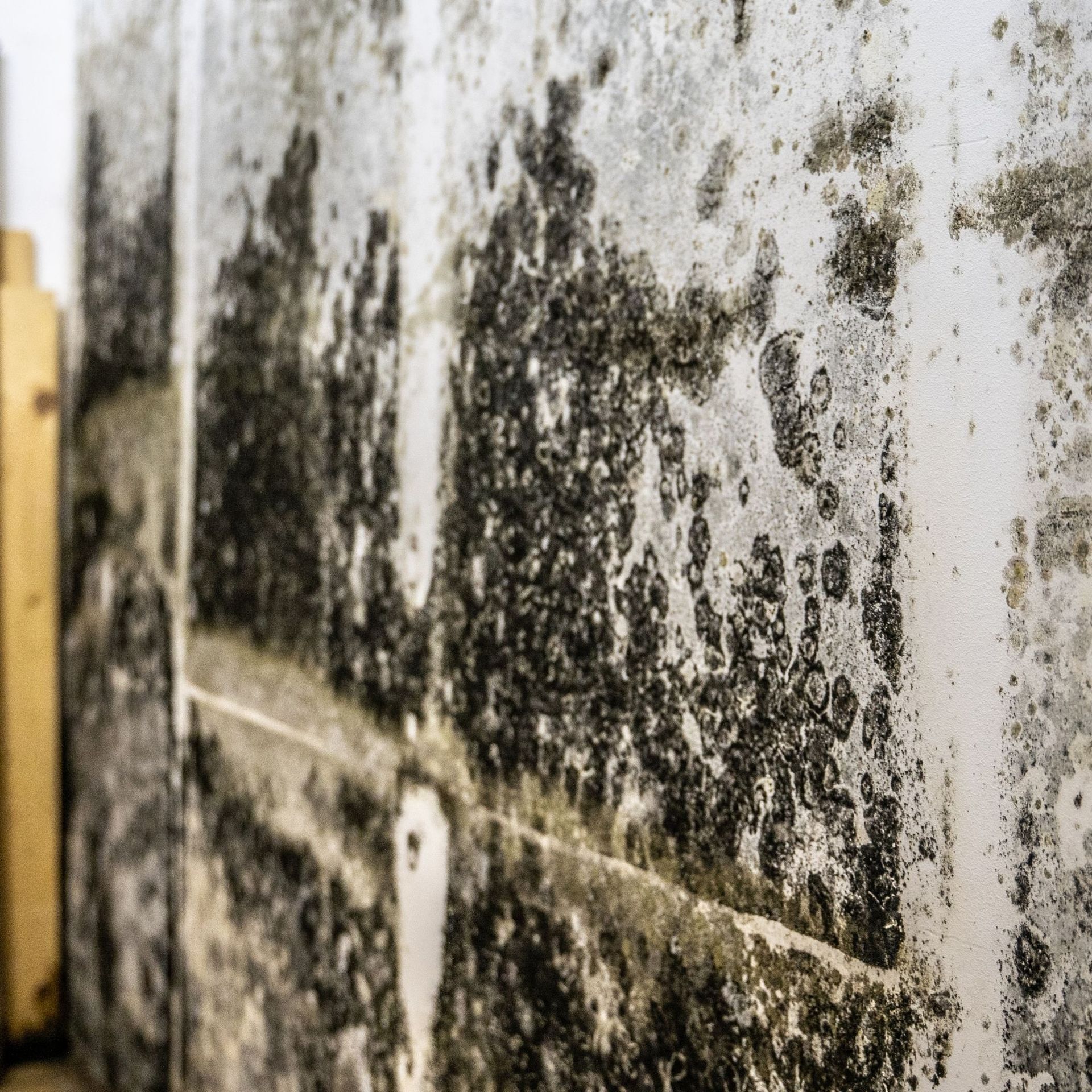 Mold Remediation Inc - A close up of a wall with black mold on it.