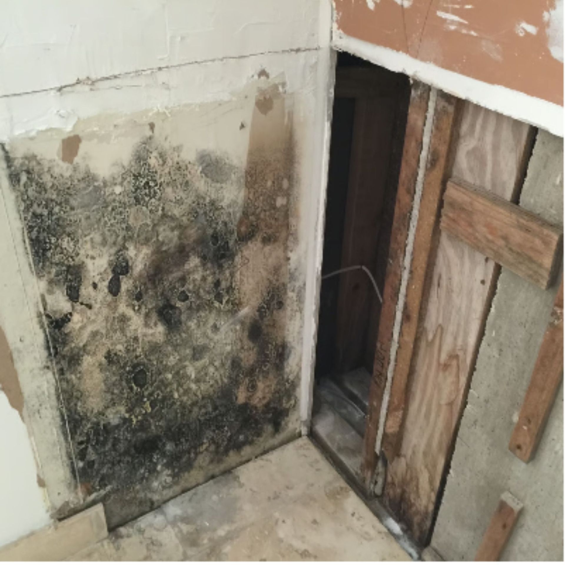 Mold Remediation Inc -A corner of a wall with mold on it