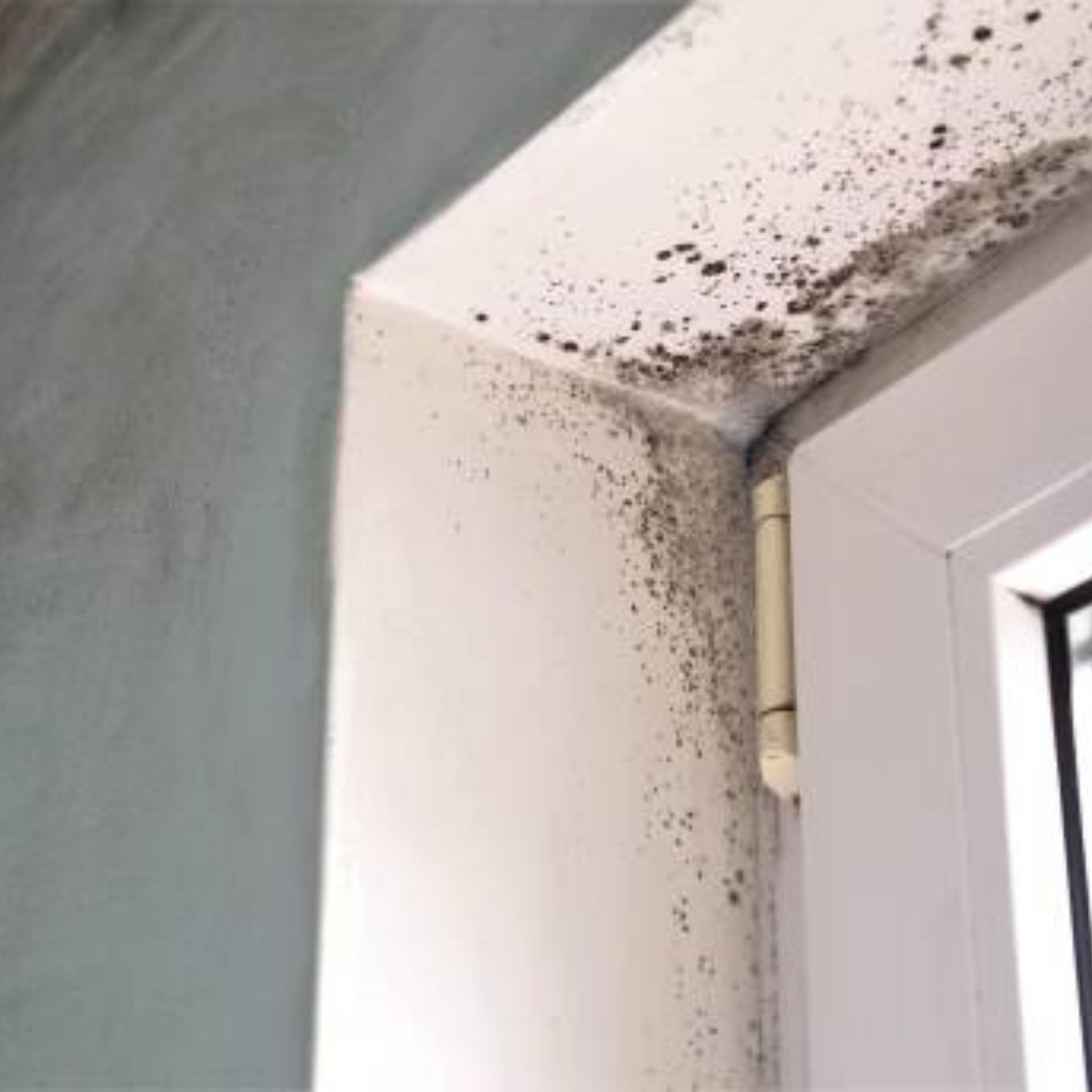 Mold Remediation Inc -A close up of a window frame with black mold growing on it.