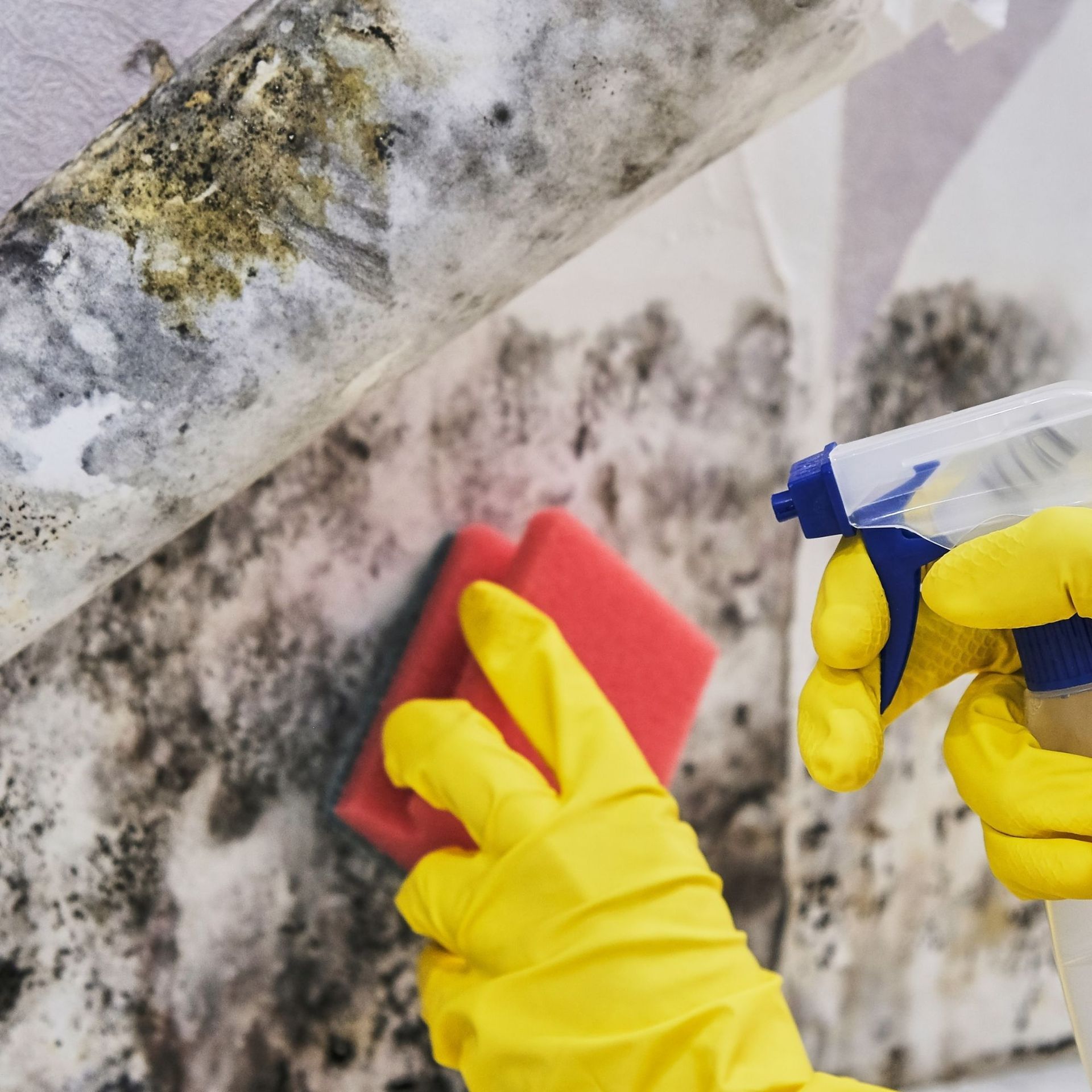 Mold Remediation Inc -A person wearing yellow gloves is cleaning a wall with a spray bottle and a sponge.
