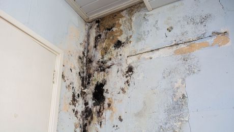 Mold Remediation Inc -A corner of a wall with black mold growing on it.
