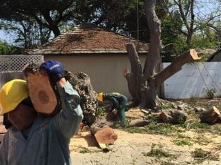 Tree Removal — Stump Grinding in Los Angeles, CA