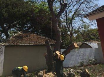 Palm Trimming — HOA Tree Trimming in Los Angeles, CA