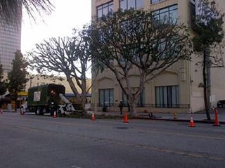 Tree Care — Tree Removal in Los Angeles, CA