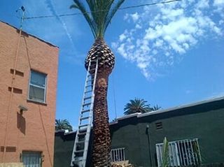 Palm Trimming — Stump Grinding in Los Angeles, CA