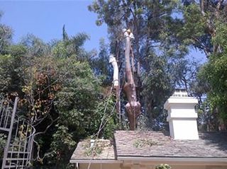 Cutting Tree — Tree Removal in Los Angeles, CA