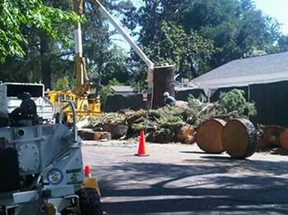 Cutting Down Tree — Tree Removal in Los Angeles, CA