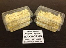 Worm Farm - Rotherham, UK - Wazp-Brand UK Ltd - 	Wax Worm5