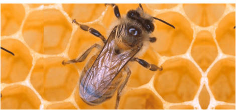Bee Bee
