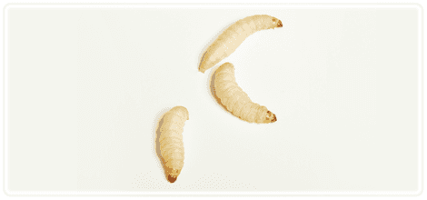 Worm-Farm---Rotherham,-UK---Wazp-Brand-UK-Ltd---Wax-Worms1 Worm-Farm---Rotherham,-UK---Wazp-Brand-UK-Ltd---Wax-Worms1