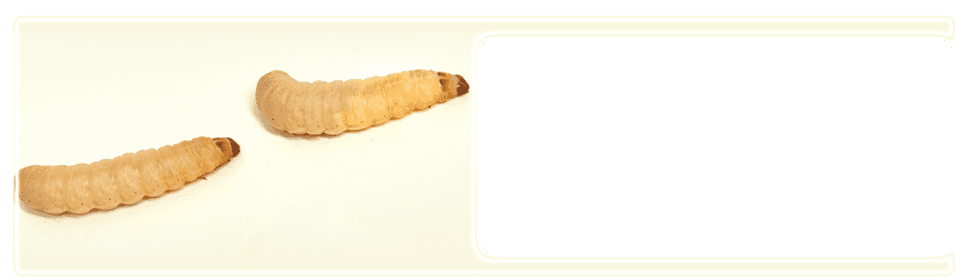Worm-Farm---Rotherham,-UK---Wazp-Brand-UK-Ltd---Gallery