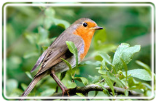 Worm-Farm---Rotherham,-UK---Wazp-Brand-UK-Ltd---Wax-Worm-Suppliers4 Worm-Farm---Rotherham,-UK---Wazp-Brand-UK-Ltd---Wax-Worm-Suppliers4