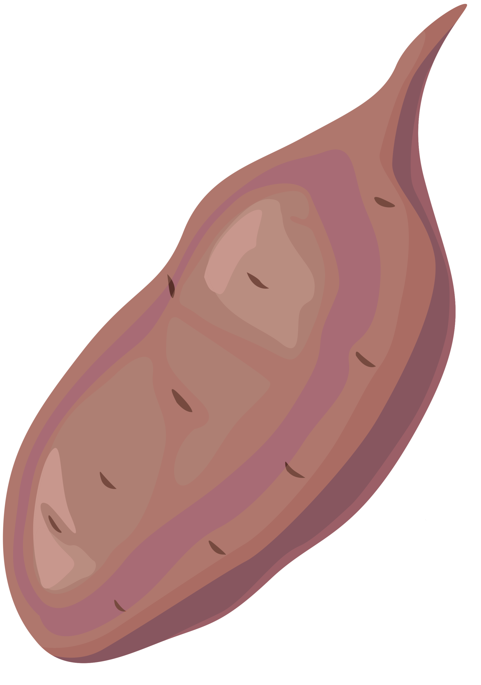 Bacteria That Grows In The Stomach