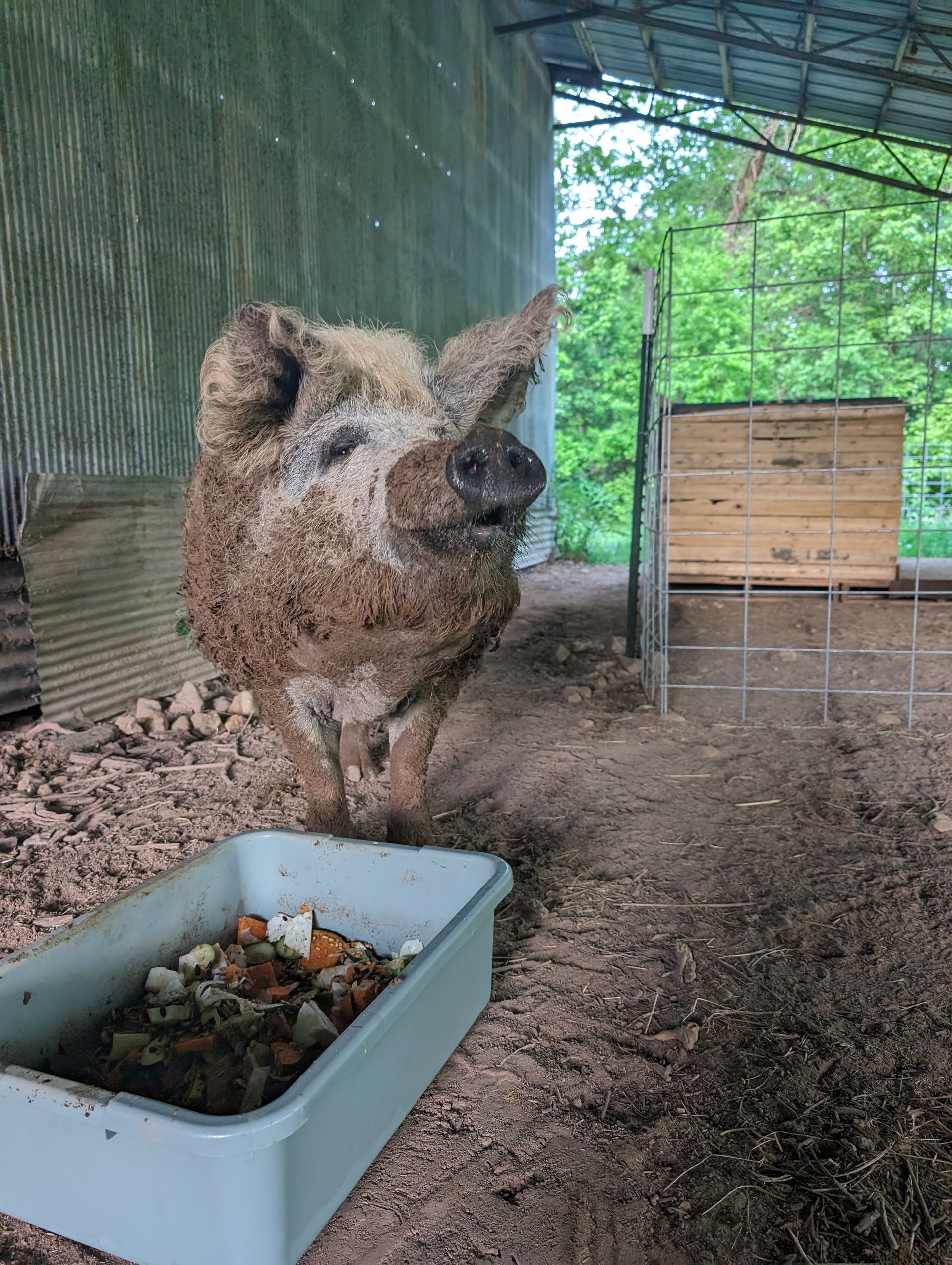 Mud-covered pig standing near a container of food inside a barn. Wooden structure and greenery in the background.