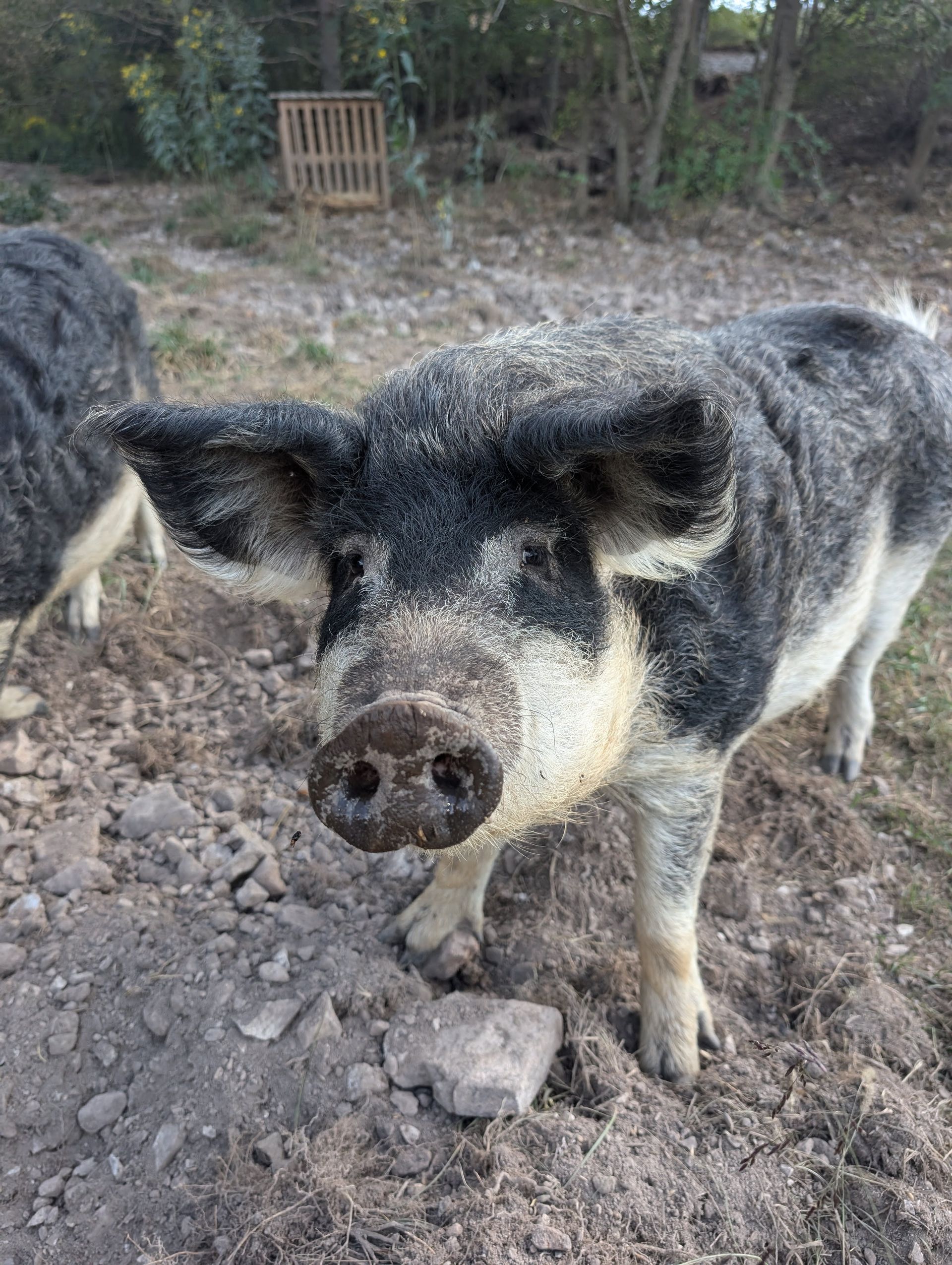 A black and white pig with curly fur stands in a muddy area, looking at the camera.
