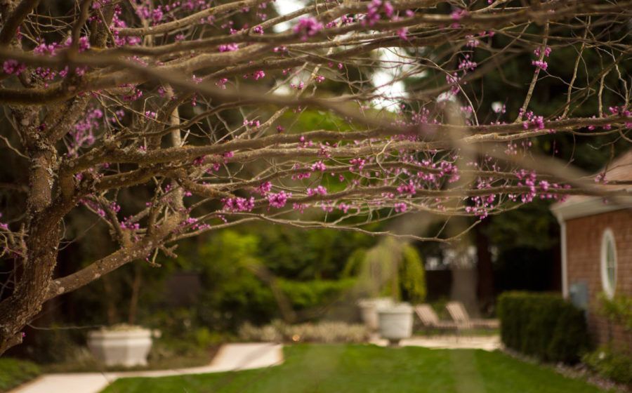 Pink blossoms on tree branches over a landscaped garden path beside a brick house