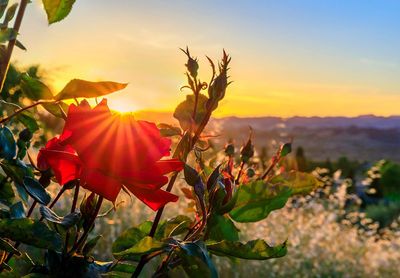 The sun is shining through the leaves of a red flower.