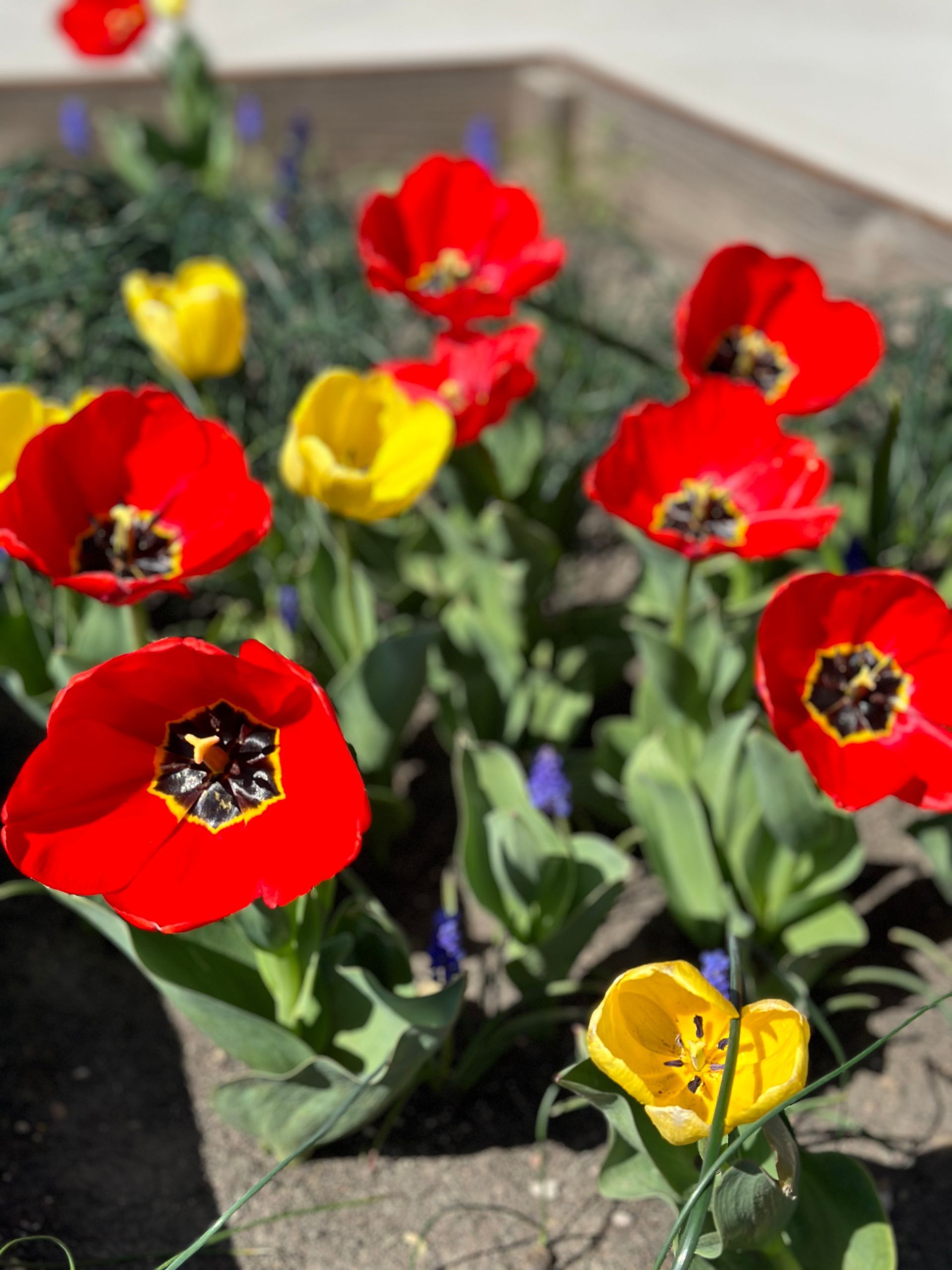 A bunch of red and yellow flowers in a garden