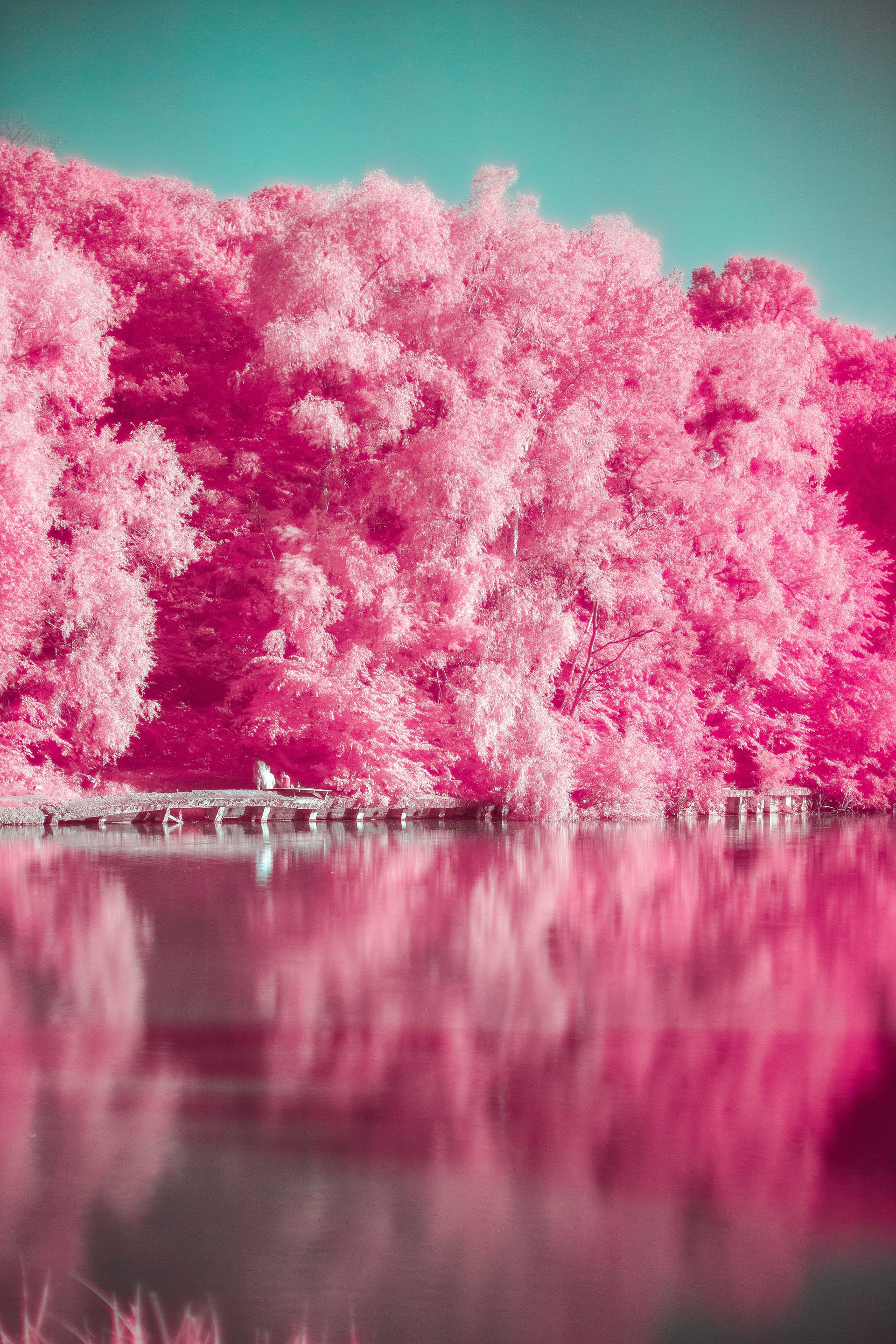 A lake surrounded by pink trees and a bridge.