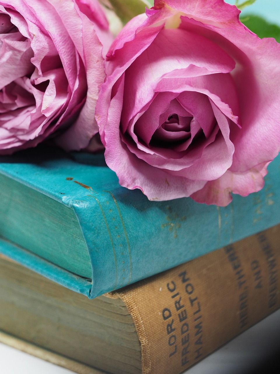 Two pink roses sitting on top of a book by lord frederick hamilton