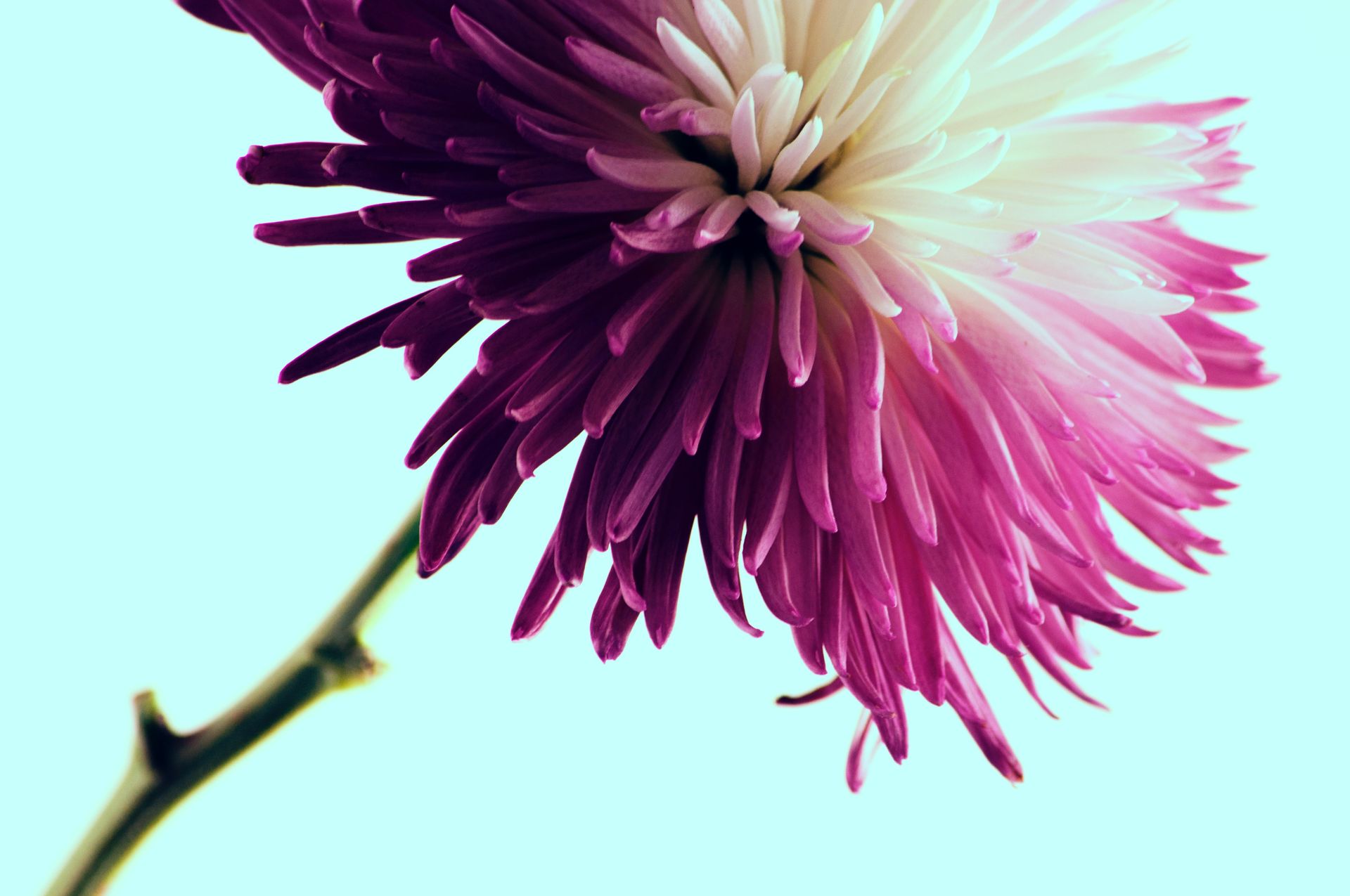 A close up of a purple and white flower on a white background