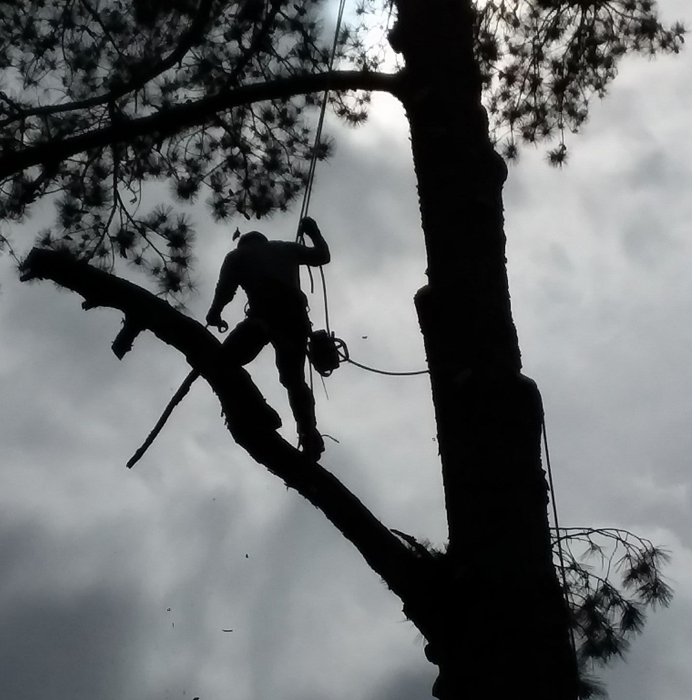 Tree Services in Griffin, GA & Surrounding Areas