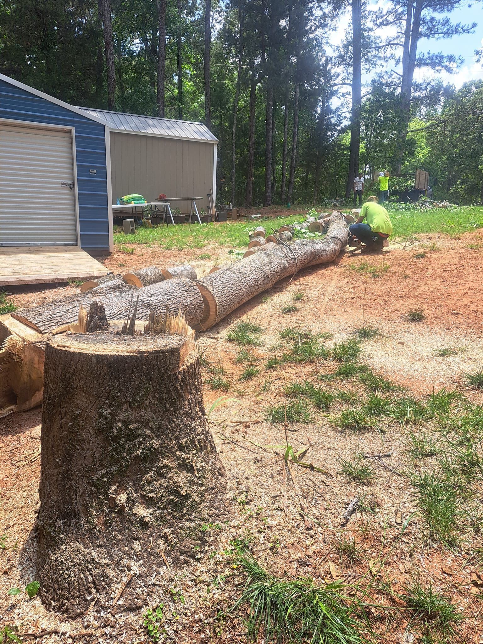 Expert Tree Removal Services in Griffin GA