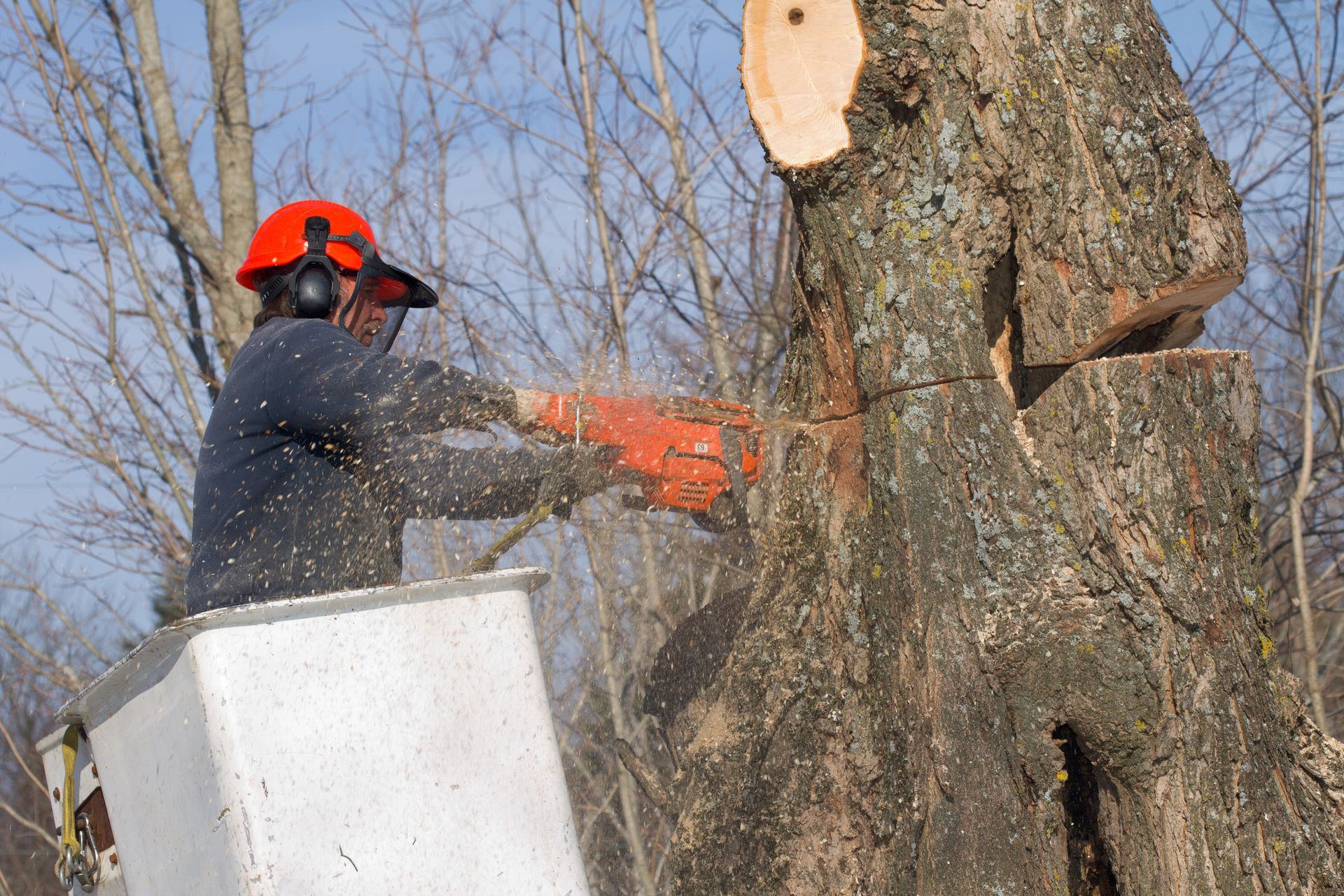 Tree Trimming Services in Griffin GA