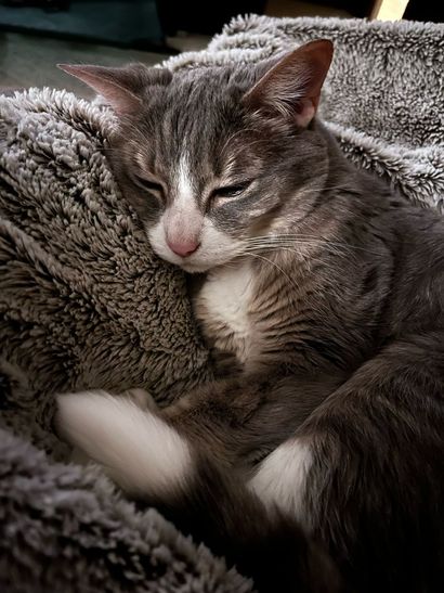 Gray Cat Sleeping