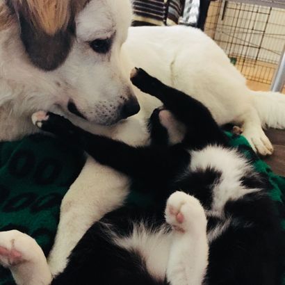 Dog and Cat Laying Together
