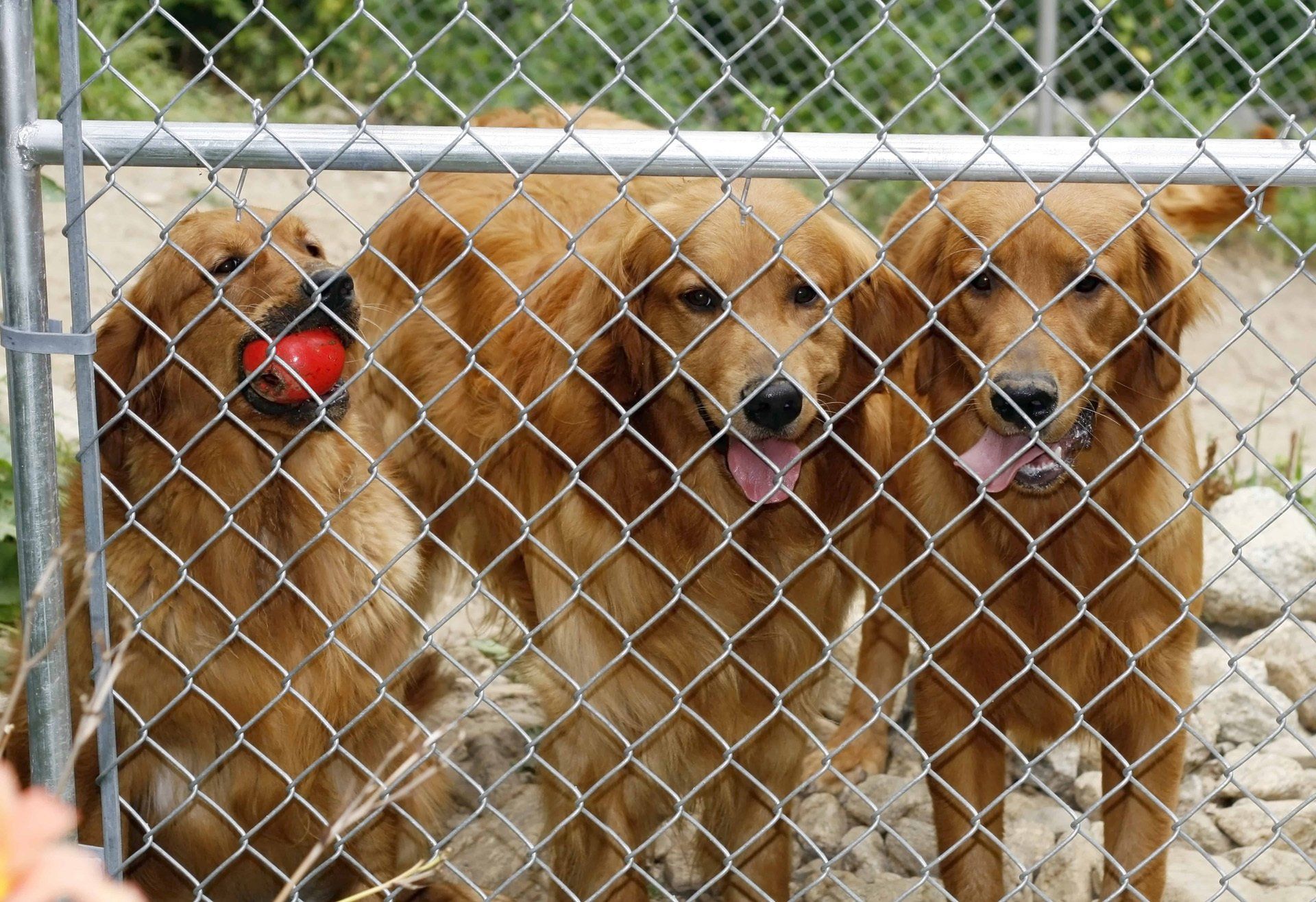 Huntsville chain link fencing for dogs