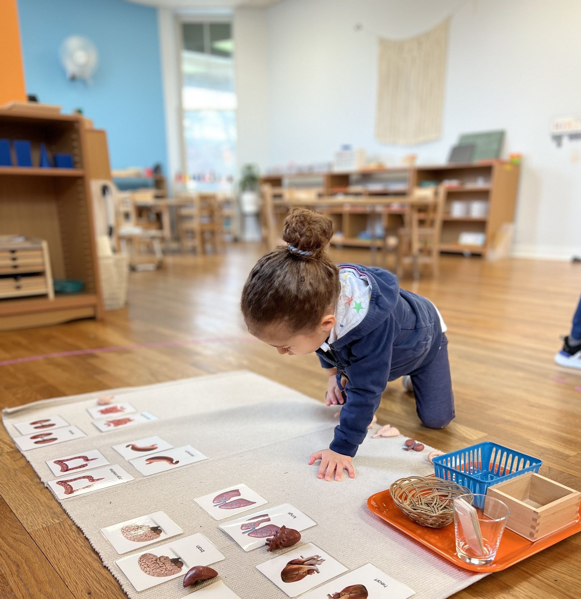 Child learnig about human body anatomy in a Montessori classroom