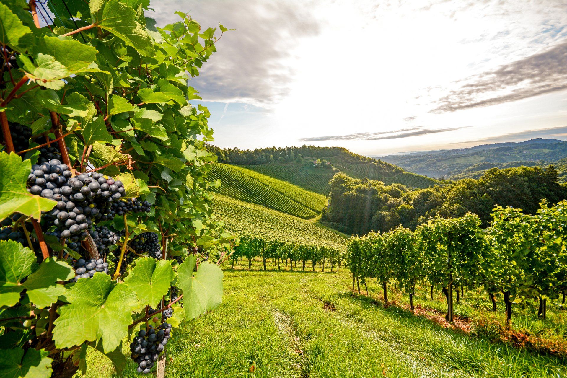 Virginia & Maryland Wine and Craft Beer Tours