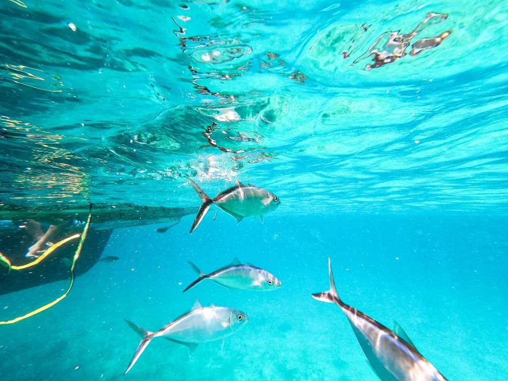 A group of fish are swimming in the ocean near a boat.