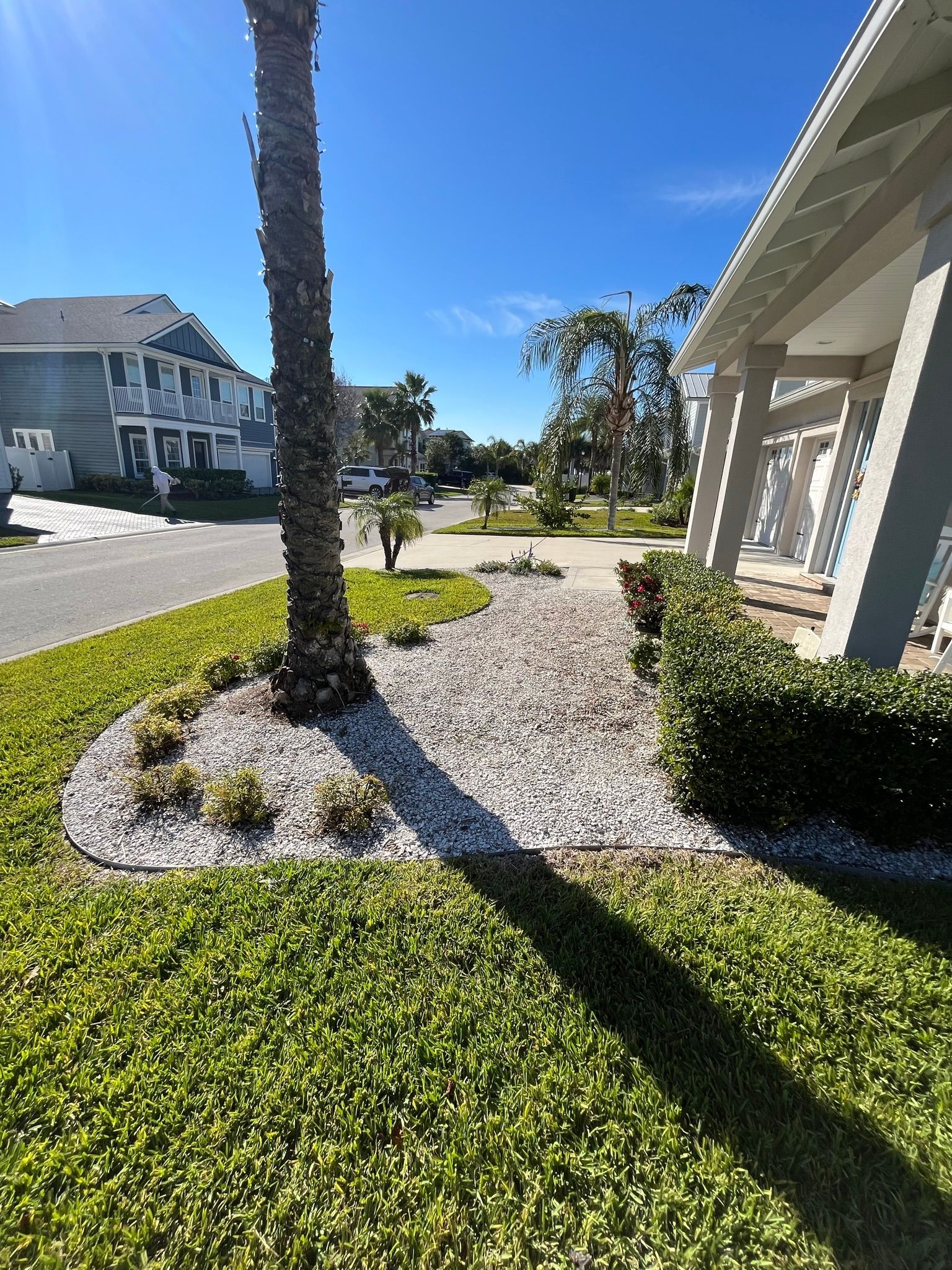 A palm tree is in the middle of a lush green lawn in front of a house.