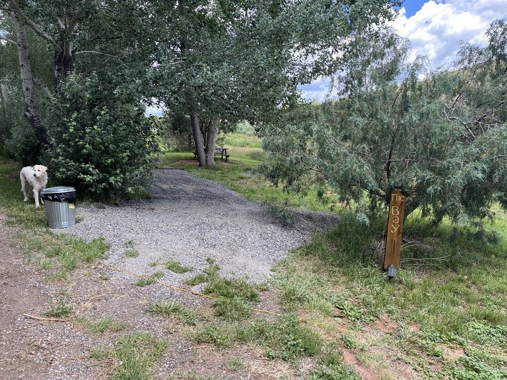 Dog stands near a trash can in a gravel campsite next to trees.