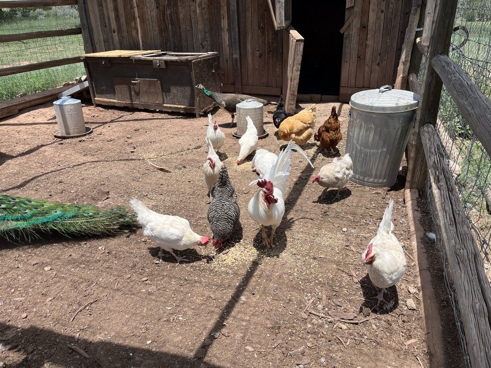 Chickens eating in a fenced dirt yard near a wooden shed and trash can.