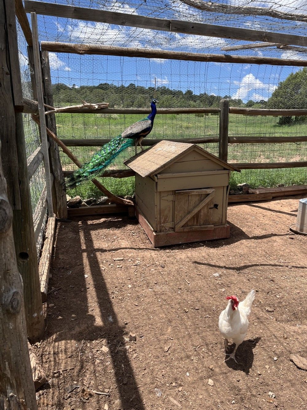 Peacock with long tail and white chicken in an enclosure with wooden structure.
