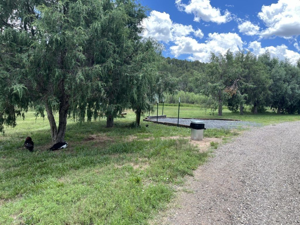 Grassy park area with trees, gravel path, and blue sky with clouds. A trash can and two dark birds are present.