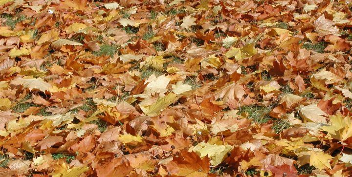 Leaves on a lawn