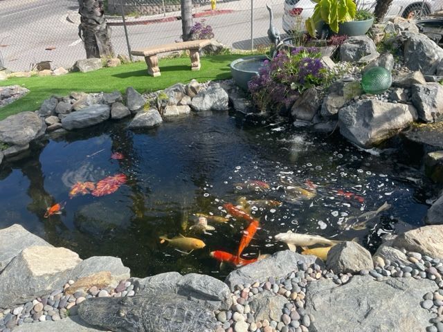 Pond With Rocks And Fish - Los Angeles, CA - Aquarium and Pond Care