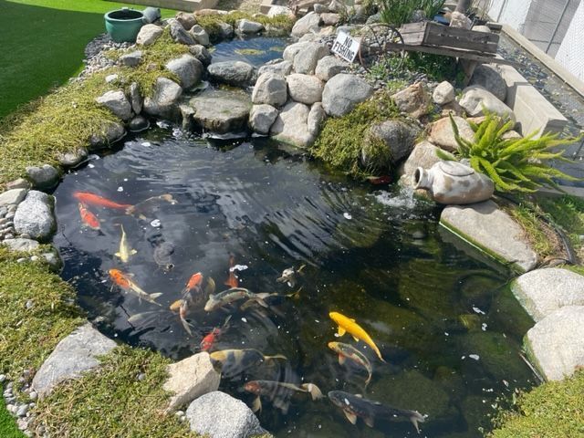 Pond Filled With Fish - Los Angeles, CA - Aquarium and Pond Care