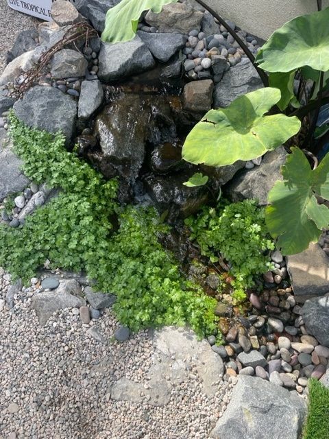 Picture Of Rocks And Plants - Los Angeles, CA - Aquarium and Pond Care
