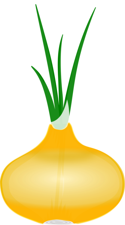 A yellow onion with green leaves coming out of it