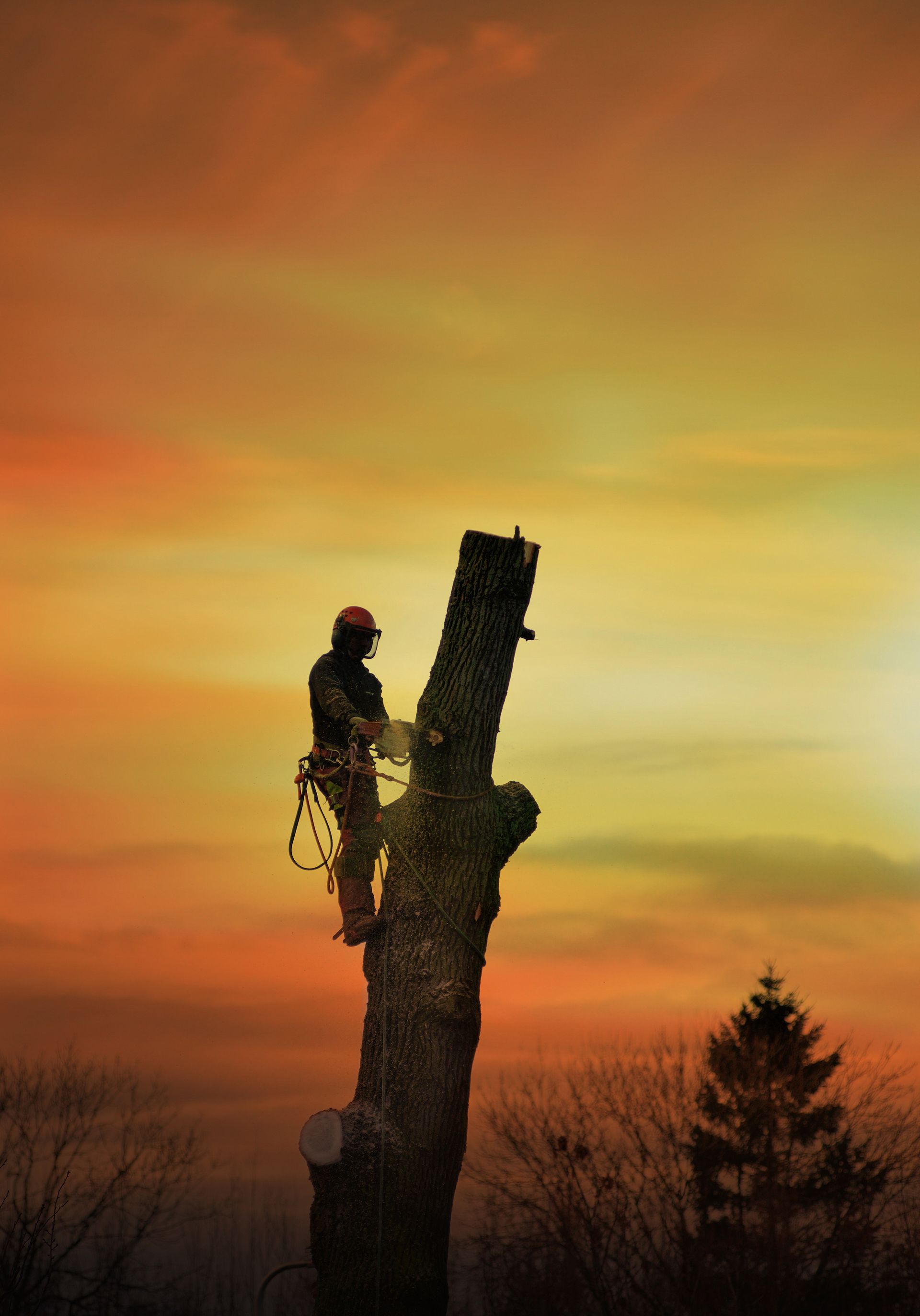 tree surgeon cuts down tree ready for stump removal